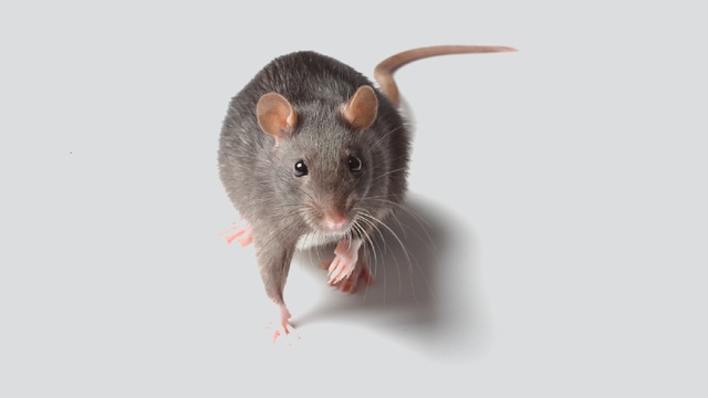Amisfield Pest Services