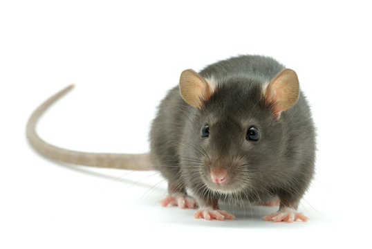 Rat Control