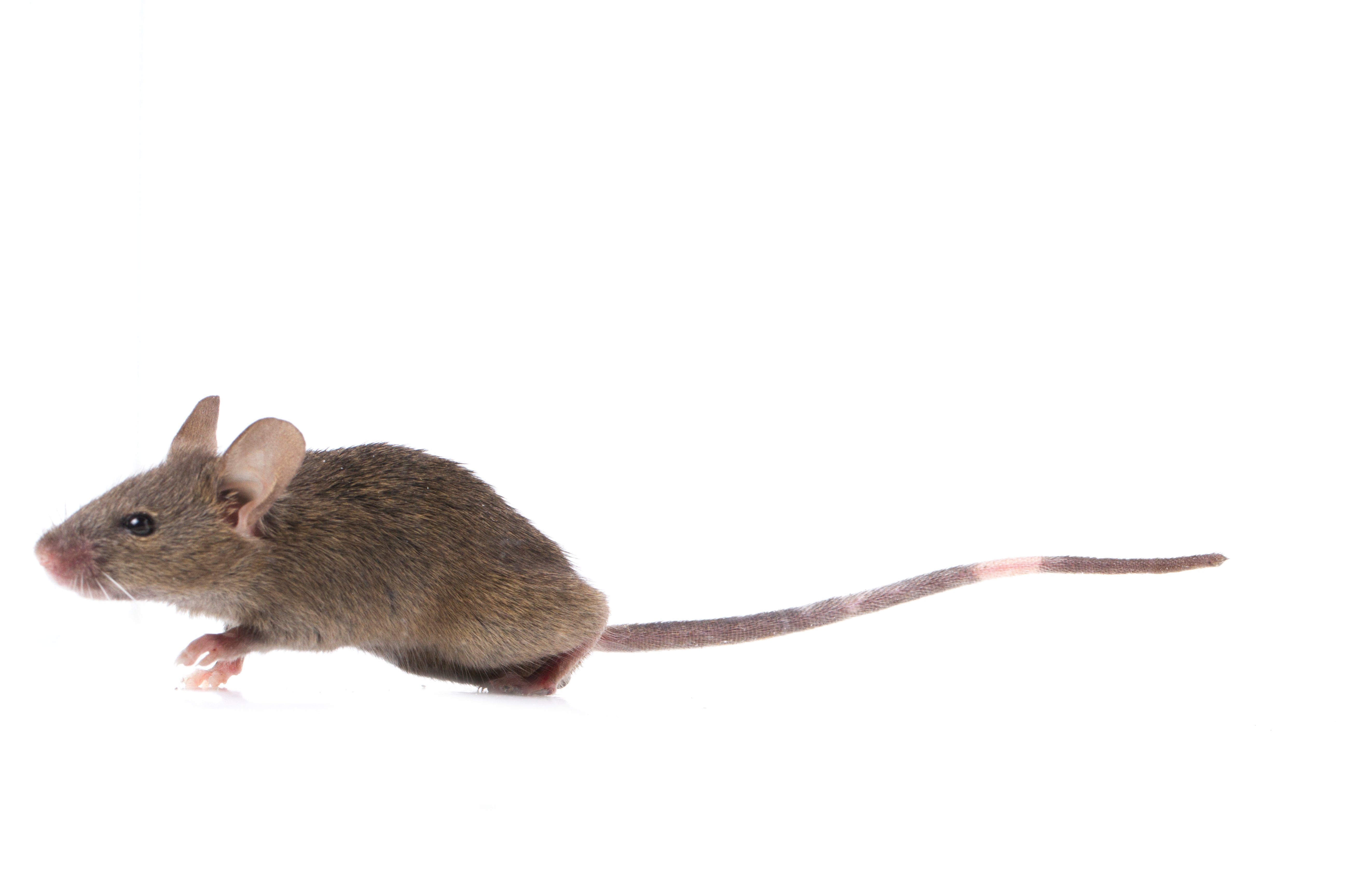 Mouse Control
