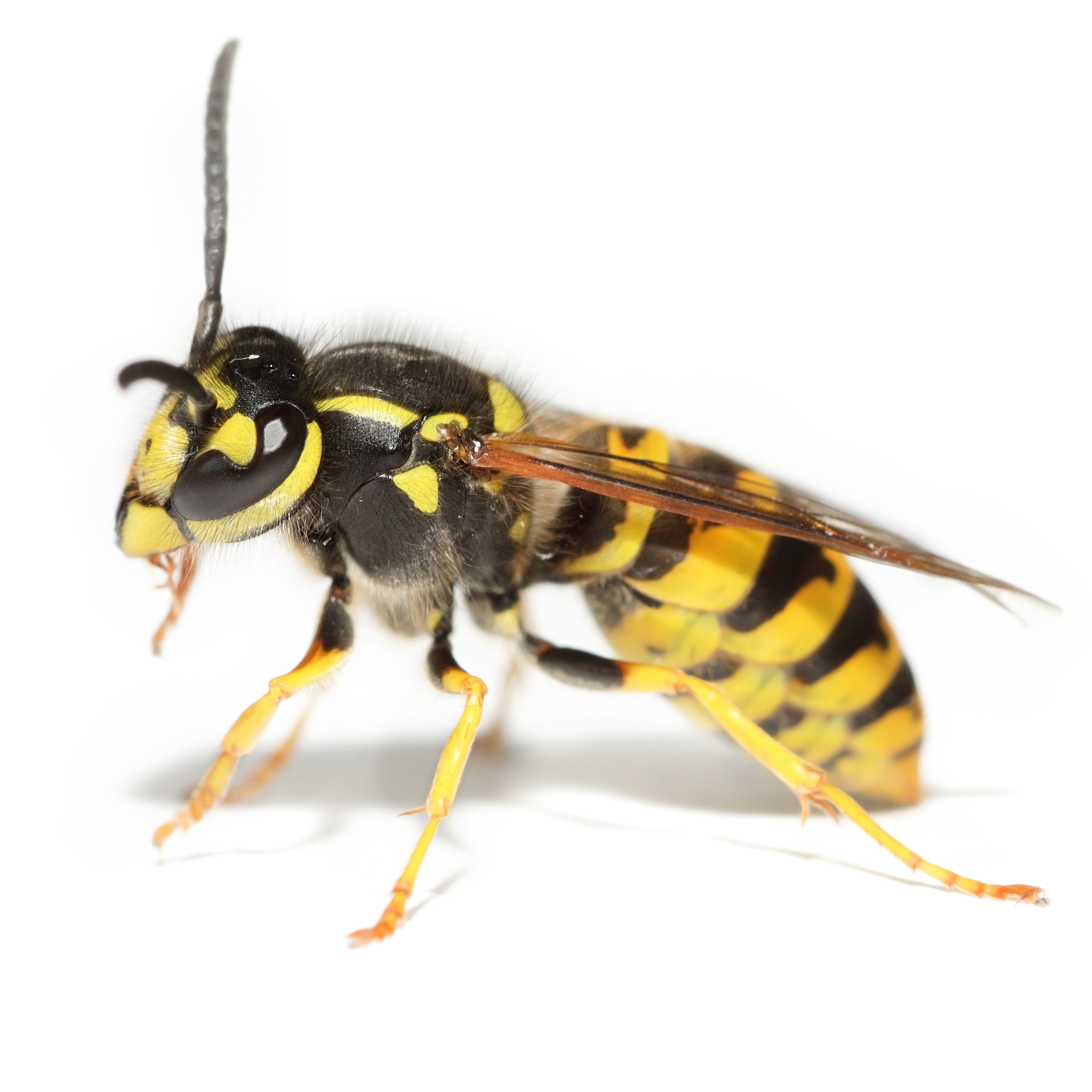Wasp Control