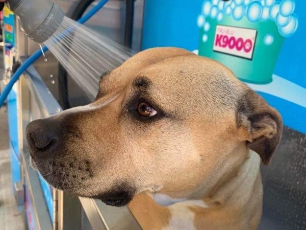Dog Wash