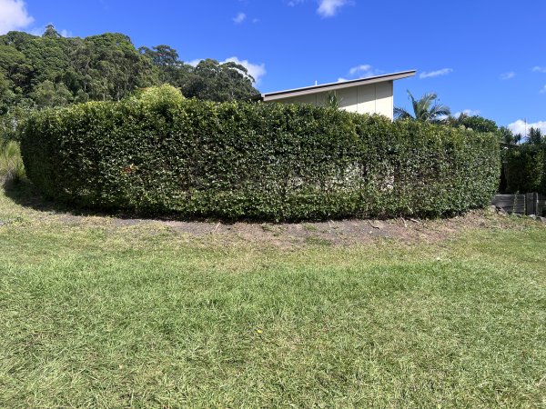 Hedge Trimming