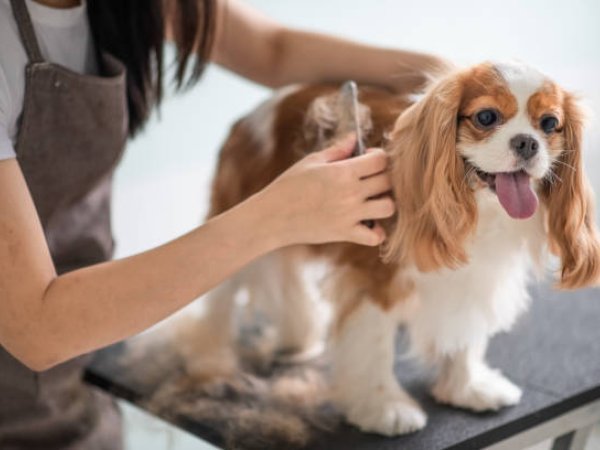 Dog Grooming
