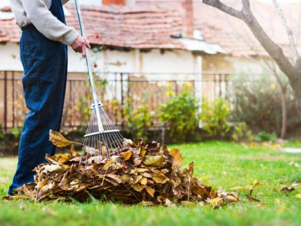 General Yard Clean-ups