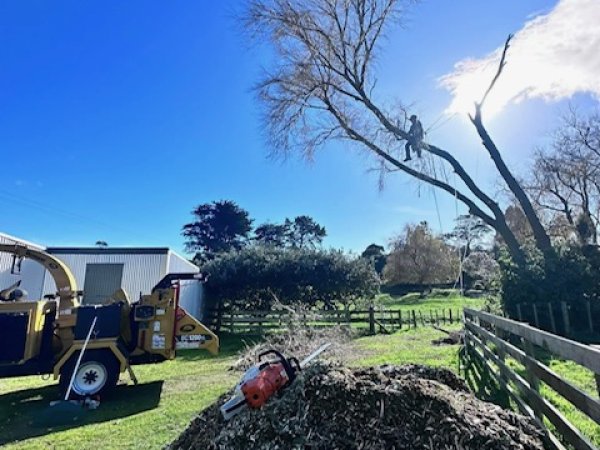 Tree Felling