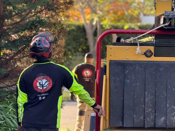 Tree Health Assessments