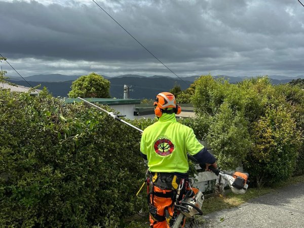 Tree Trimming & Pruning