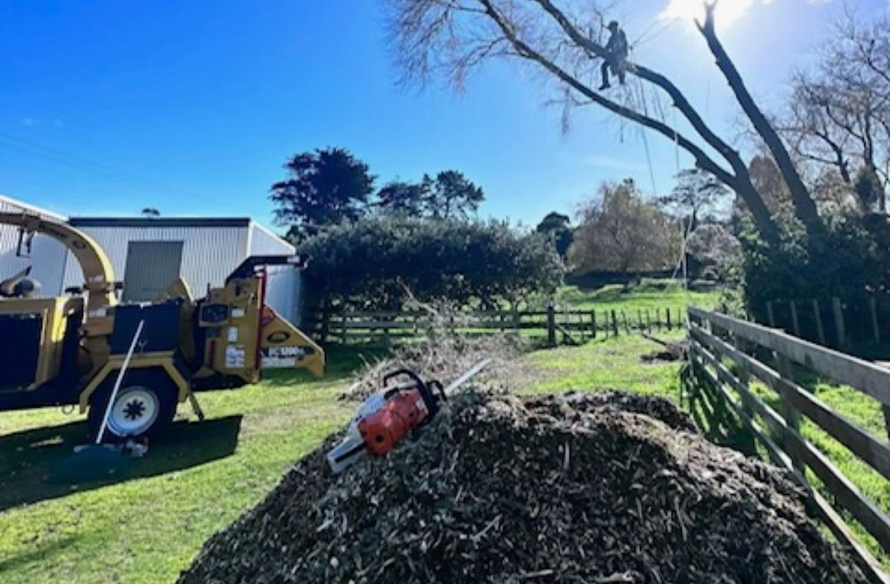 Knock Out Tree Felling