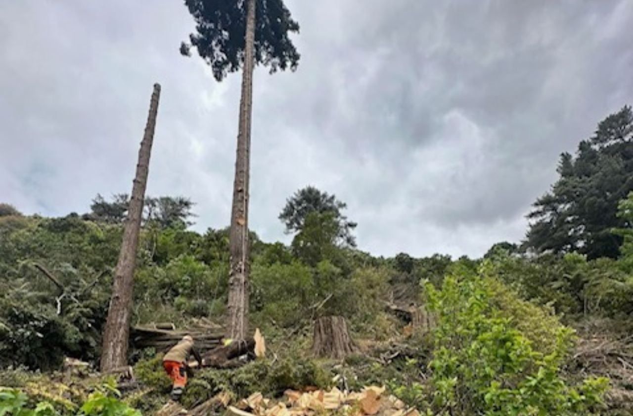 Knock Out Tree Felling