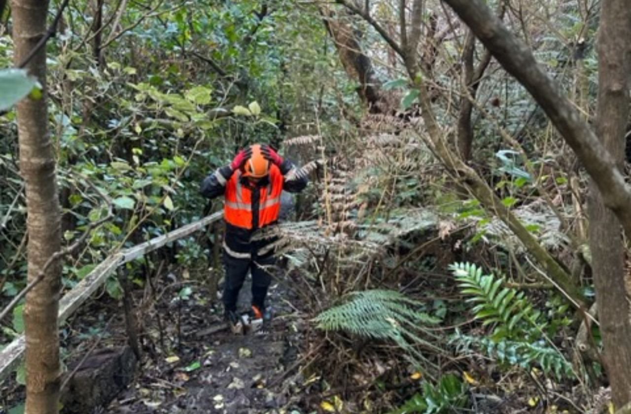 Knock Out Tree Felling
