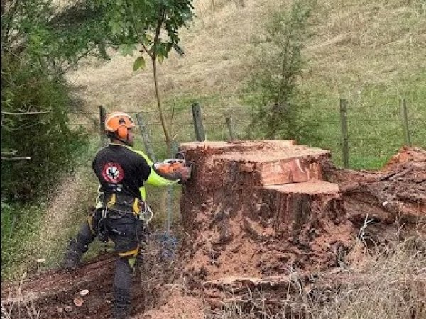 Stump Grinding