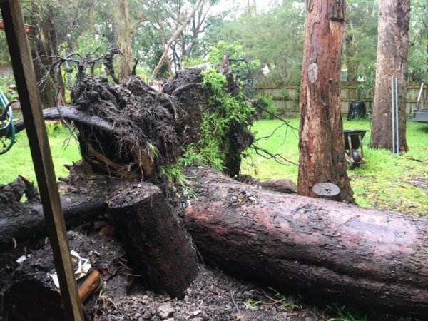 Emergency Tree Services