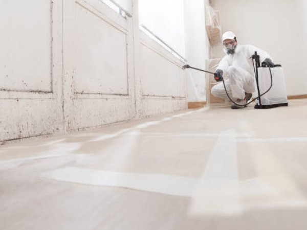 Mould Removal
