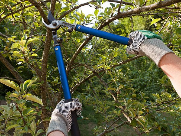 Tree and Shrub Care
