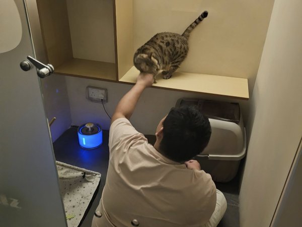Purrluxe Suites - Luxury Cat Hotel Gallery Image