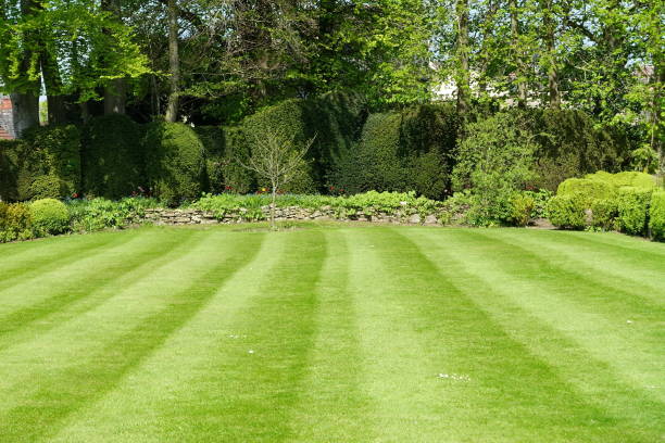 Lawn Care and Maintenance