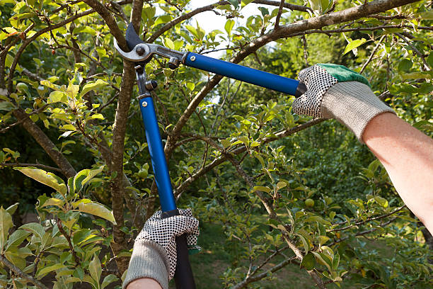 Tree and Shrub Care