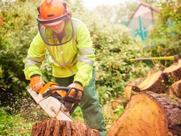 Tree Removal