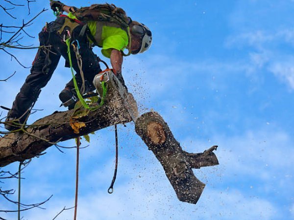 Tree Trimming &amp; Pruning