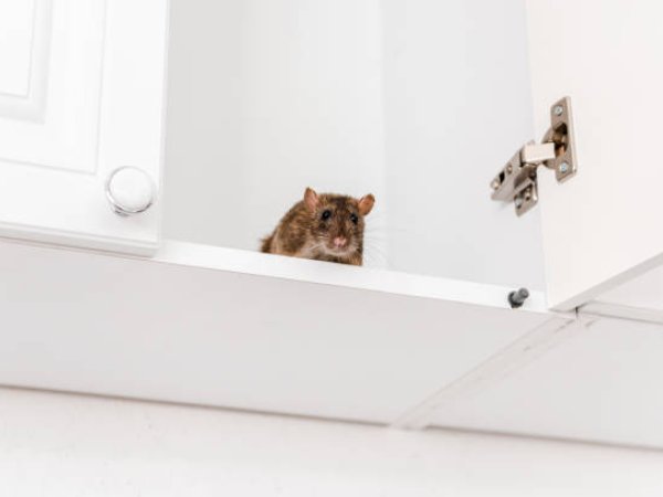 Rodent Control