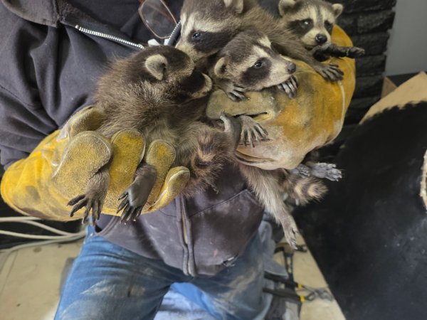 Raccoon Removal